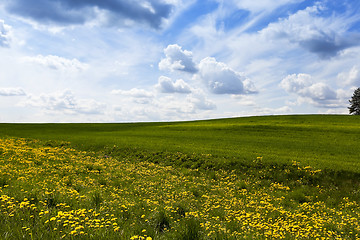 Image showing field with cereals  