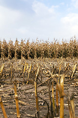 Image showing agricultural field with corn 