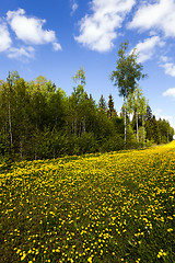 Image showing  in spring season