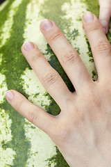 Image showing hand on watermelon  
