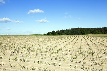 Image showing Field with corn  