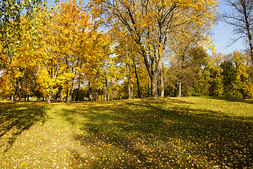 Image showing autumn season, foliage