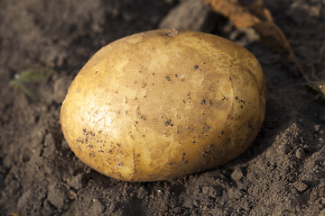 Image showing Potatoes in hand  