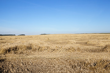 Image showing ripe yellow cereals 