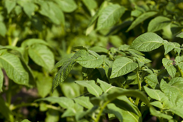 Image showing green leaves of potato  