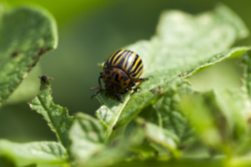 Image showing Colorado potato beetle in the field 