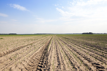 Image showing sprouts green onions  