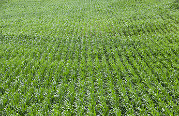 Image showing Field with corn  