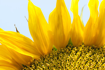 Image showing flower Sunflower, close-up  