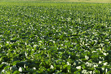 Image showing Field of cabbage, spring  