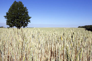 Image showing wheat field, tree 