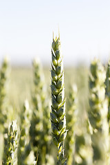 Image showing unripe ears of wheat  