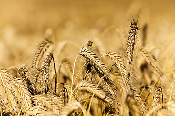 Image showing Yellow ripe rye  