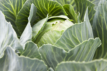 Image showing green cabbage leaves 