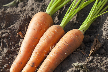 Image showing Carrots on the ground 