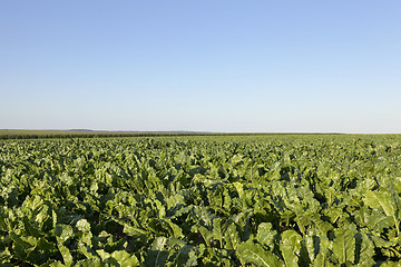 Image showing field with beetroot  