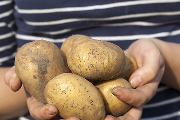 Image showing Potatoes in hand  