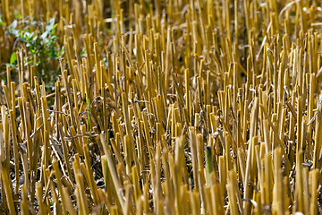 Image showing haystacks in a field of straw  