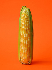 Image showing Single ear of corn