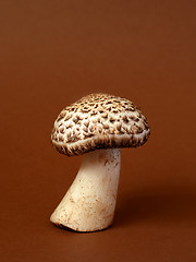 Image showing Single wild mushroom