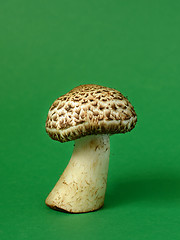 Image showing Single wild mushroom