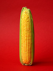 Image showing Single ear of corn