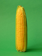 Image showing Single ear of corn