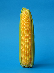 Image showing Single ear of corn