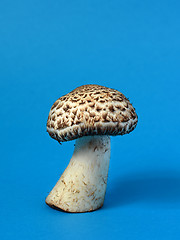 Image showing Single wild mushroom