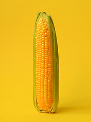 Image showing Single ear of corn