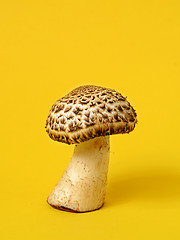 Image showing Single wild mushroom