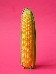 Image showing Single ear of corn