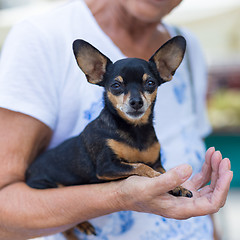 Image showing Miniature pinscher dog in old lady lap.