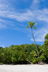 Image showing Palm Tree at the Beach