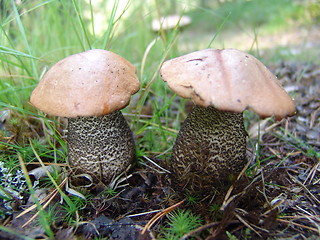 Image showing Two Mushrooms