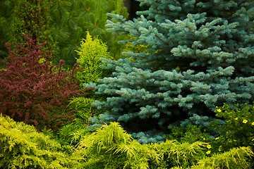 Image showing green prickly branches of a fur-tree or pine