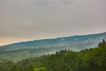 Image showing Forested mountain slope in low lying cloud with the evergreen conifers