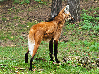 Image showing Maned Wolf