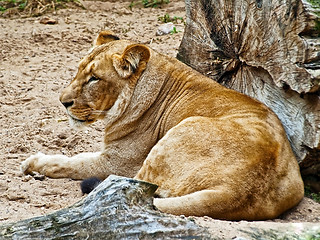 Image showing Lioness 