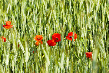 Image showing Red poppy flowers  