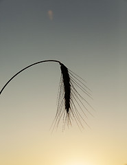 Image showing silhouette ears of rye at sunset  