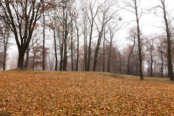 Image showing Autumn Park, overcast  