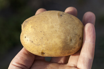 Image showing Potatoes in hand  