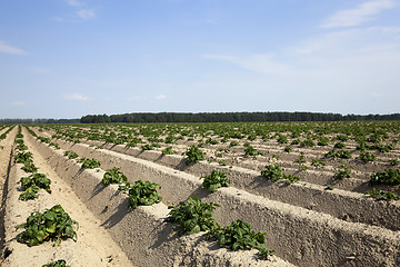 Image showing Agriculture,   potato field  