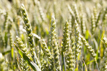 Image showing agricultural field wheat  