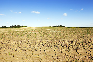 Image showing Corn field, summer  