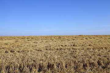 Image showing farm field cereals  