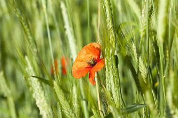 Image showing red poppies. summer  