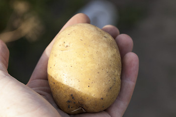 Image showing Potatoes in hand  