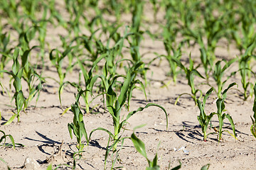 Image showing Field of green corn 